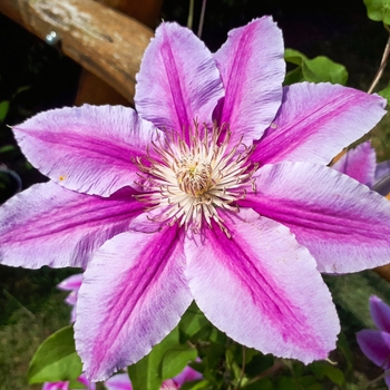 Clematis 'Dr. Ruppel' - Dr. Ruppel Clematis Clematis 'Dr. Ruppel' - Dr. Ruppel Clematis