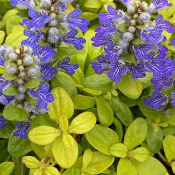 Ajuga 'Feathered Friends™ Cordial Canary' - Feathered Friends™ Cordial Canary Ajuga