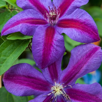 Clematis 'Mrs. N. Thompson' - Mrs. N. Thompson Clematis