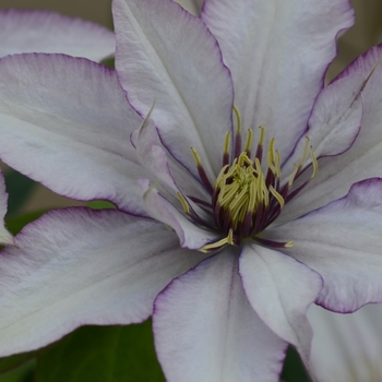 Clematis 'Samaritan Jo' - Samaritan Jo Clematis Clematis 'Samaritan Jo' - Samaritan Jo Clematis