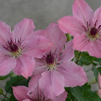 Clematis 'Sarah Elizabeth' - Sarah Elizabeth Clematis Clematis 'Sarah Elizabeth' - Sarah Elizabeth Clematis