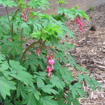 Dicentra spectabilis - Old Fashioned Bleeding Heart