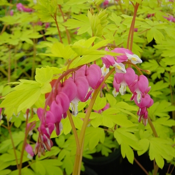 Dicentra spectabilis 'Gold Heart' - Goldheart Bleeding Heart