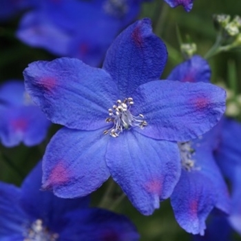 Delphinium grandiflorum 'Blue Butterfly' - Blue Butterfly Delphinium