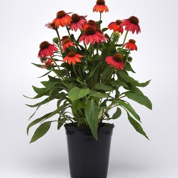 Echinacea 'Artisan™ Red Ombre' - Artisan™ Red Ombre Coneflower