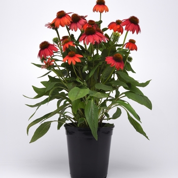 Echinacea 'Artisan™ Red Ombre' - Artisan™ Red Ombre Coneflower Echinacea 'Artisan™ Red Ombre' - Artisan™ Red Ombre Coneflower