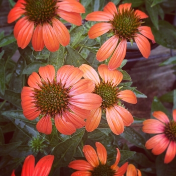 Echinacea 'Artisan™ Soft Orange' - Artisan™ Soft Orange Coneflower