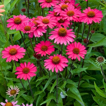 Echinacea 'Sensation Pink' - Sensation Pink Coneflower Echinacea 'Sensation Pink' - Sensation Pink Coneflower