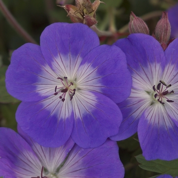 Geranium x 'Rozanne' - Rozanne Geranium Geranium x 'Rozanne' - Rozanne Geranium