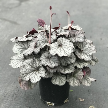 Heuchera 'Northern Exposure Silver' - Northern Exposure™ Silver Coral Bells