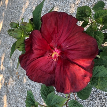 Hibiscus x moscheutos 'Fireball' - Fireball Hardy Hibiscus