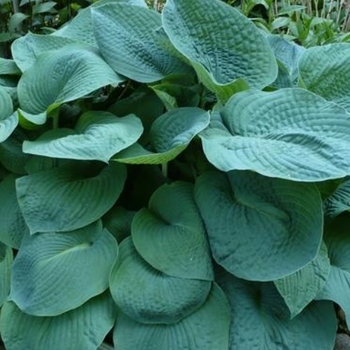 Hosta 'Big Daddy' - Big Daddy Hosta Hosta 'Big Daddy' - Big Daddy Hosta