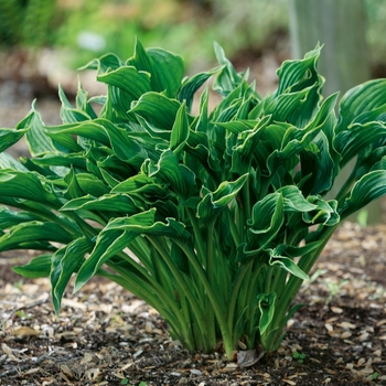 Hosta 'Praying Hands' - Praying Hands Hosta Hosta 'Praying Hands' - Praying Hands Hosta
