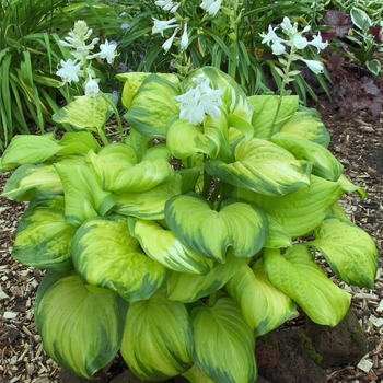 Hosta 'Stained Glass' - Stained Glass Hosta