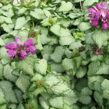 Lamium maculatum 'Orchid Frost' - Orchid Frost Lamium