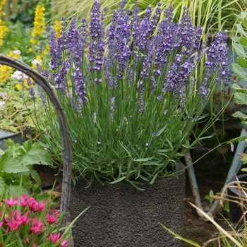 Lavandula angustifolia 'Big Time Blue' - Big Time Blue Lavender