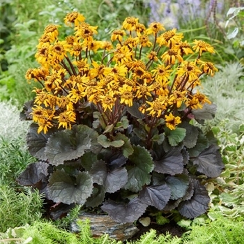 Ligularia dentata 'Pandora' - Pandora Ligularia Ligularia dentata 'Pandora' - Pandora Ligularia
