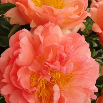 Paeonia 'Coral Sunset' - Coral Sunset Peony