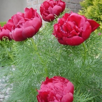 Paeonia tenuifolia rubra - Fern Leaf Peony Paeonia tenuifolia rubra - Fern Leaf Peony