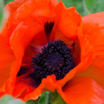 Papaver orientale 'Beauty of Livermore' - Beauty of Livermore Oriental Poppy