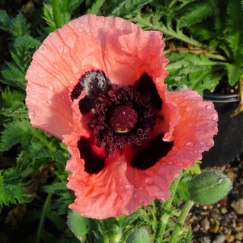 Papaver orientale 'Princess Victoria Louise' - Princess Victoria Louise Oriental Poppy Papaver orientale 'Princess Victoria Louise' - Princess Victoria Louise Oriental Poppy