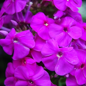 Phlox paniculata 'Purple Flame' - Flame® Purple Phlox