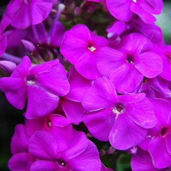 Phlox paniculata 'Purple Flame' - Purple Flame® Phlox Phlox paniculata 'Purple Flame' - Purple Flame® Phlox