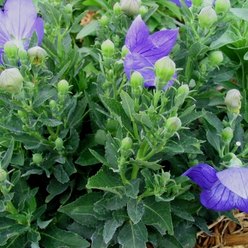 Platycodon grandiflorus 'Sentimental Blue' - Balloon Flower