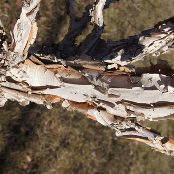 Betula costata 'CinnDak' - Cinnamon Curls Dwf. Korean Birch