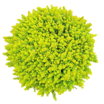 Sedum 'SunSparkler Tea Cup' - SunSparkler® Tea Cup Sedum