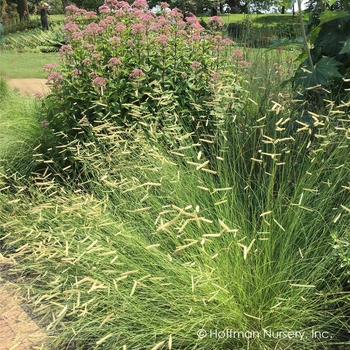 Bouteloua gracilis 'Blonde Ambition' - Blonde Ambition Blue Grama