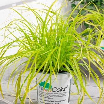 Carex oshimensis 'Evercolor® Everillo' - Everillo Carex Carex oshimensis 'Evercolor® Everillo' - Everillo Carex
