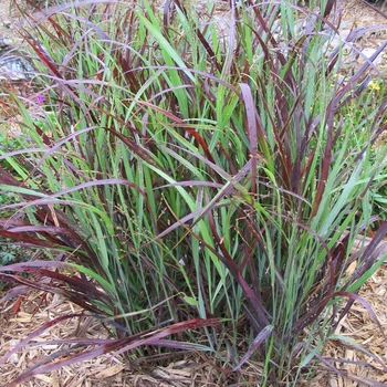 Panicum virgatum 'Shenandoah' - Shenandoah Switch Grass Panicum virgatum 'Shenandoah' - Shenandoah Switch Grass