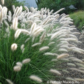 Pennisetum alopecuroides 'Cassian' - Cassian Dwarf Fountain Grass