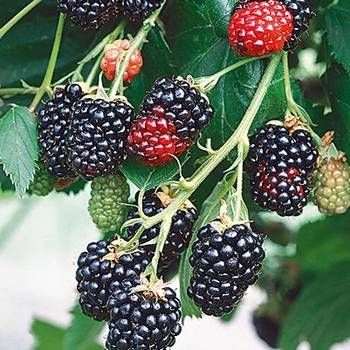 Rubus 'Darrow' - Darrow Blackberry