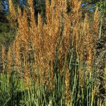 Sorghastrum nutans 'MNYG318153' - Golden Sunset™ Indian Grass