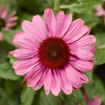 Echinacea purpurea 'Praire Splendor™ Compact Dark Rose' - Prairie Splendor™ Compact Dark Rose Coneflower Echinacea purpurea 'Praire Splendor™ Compact Dark Rose' - Prairie Splendor™ Compact Dark Rose Coneflower