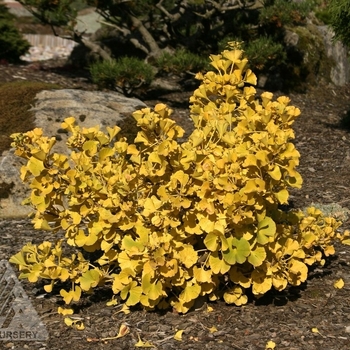 Ginkgo biloba 'Mariken' - Mariken Gold Ginkgo