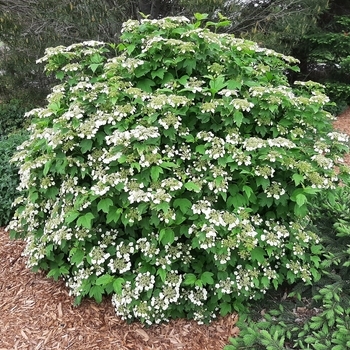 Viburnum sargentii 'Chiquita' - Chiquita Viburnum