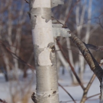 Betula tianshanica 'EmerDak' - Emerald Flare Tianshan Birch Betula tianshanica 'EmerDak' - Emerald Flare Tianshan Birch