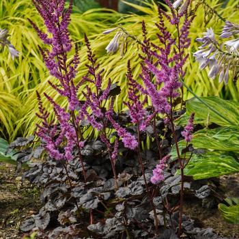 Astilbe hybrid - False Spirea 'Dark Side of the Moon' Astilbe hybrid - False Spirea 'Dark Side of the Moon'