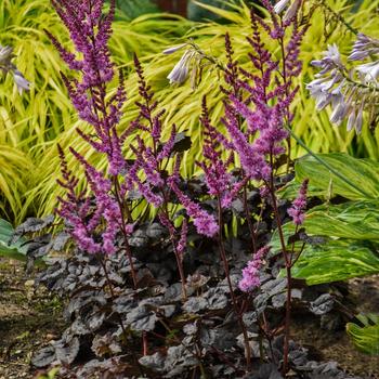 Astilbe hybrid - False Spirea 'Dark Side of the Moon'