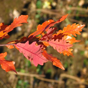Quercus robur x alba 'JFS-KW1QX' - Streetspire® Oak