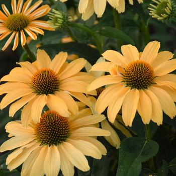 Echinacea hybrid - Color Coded™ 'One in a Melon' Echinacea hybrid - Color Coded™ 'One in a Melon'