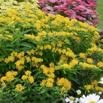 Asclepias tuberosa 'Hello Yellow' - Hello Yellow Butterfly Milkweed Asclepias tuberosa 'Hello Yellow' - Hello Yellow Butterfly Milkweed