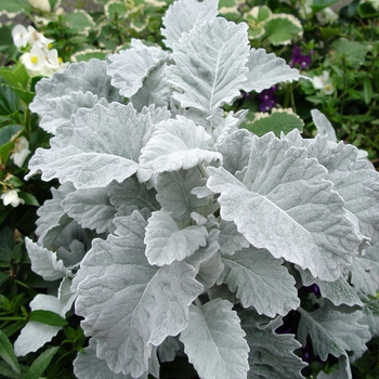 Senecio cineraria - Dusty Miller Senecio cineraria - Dusty Miller