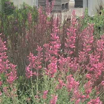 Agastache x rupestris 'Joyful' - Joyful Agastache