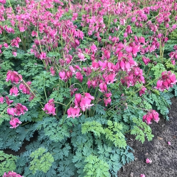 Dicentra formosa 'Luxuriant' - Dwf. Fern-Leaf Bleeding Heart Dicentra formosa 'Luxuriant' - Dwf. Fern-Leaf Bleeding Heart