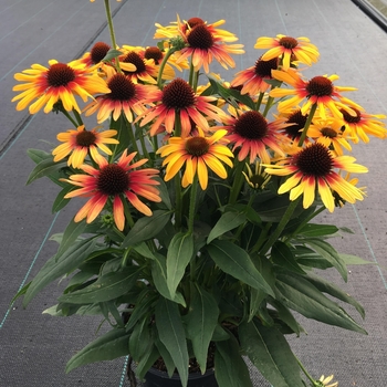 Echinacea 'Sunseekers Tequila Sunrise' - Sunseekers Tequila Sunrise Coneflower