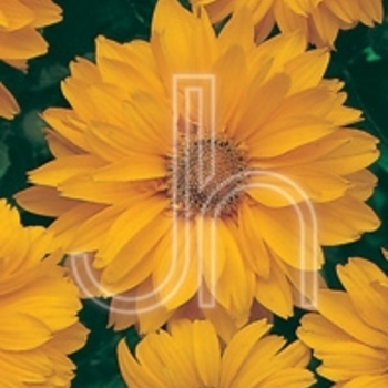 Heliopsis helianthoides 'Venus' - Venus False Sunflower Heliopsis helianthoides 'Venus' - Venus False Sunflower